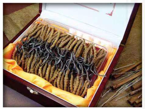 宝安冬虫夏草回收